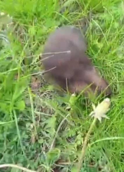 📰 Çiftçinin Sansarla Samimi Diyaloğu Gülümsetti: Doğadan 1 Dakikalık Sıcak An AW450543 03 | Gündem Sivas™ Haber