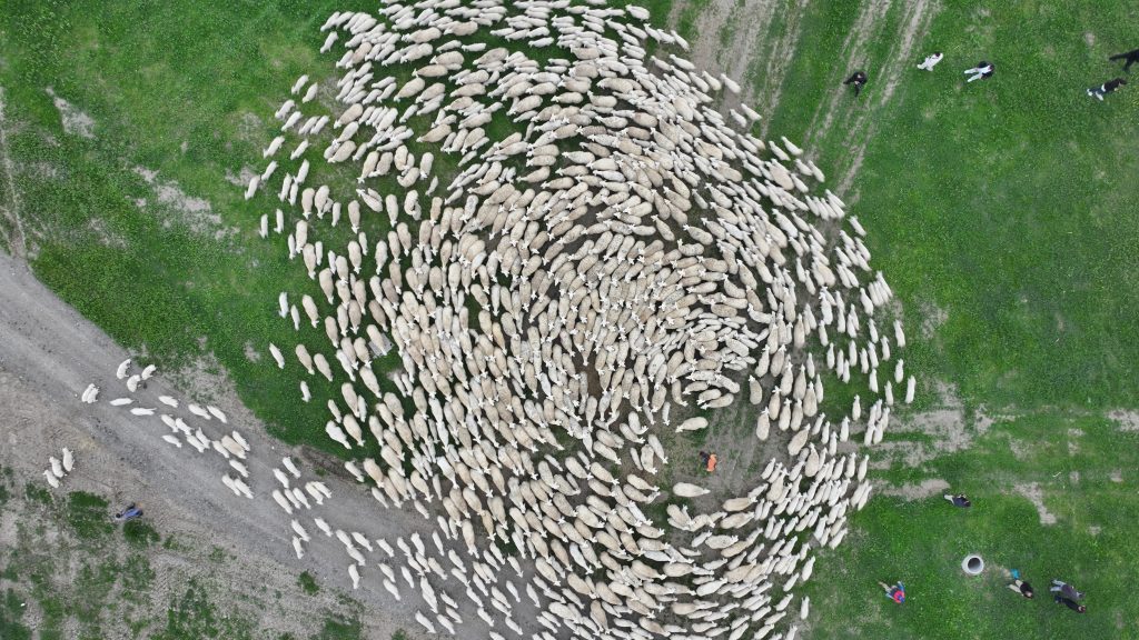 Sivas’ta 19 Bin Kuzu Annesiyle Buluştu: O Anlar Dronla Görüntülendi AW450578 02 | Gündem Sivas™ Haber