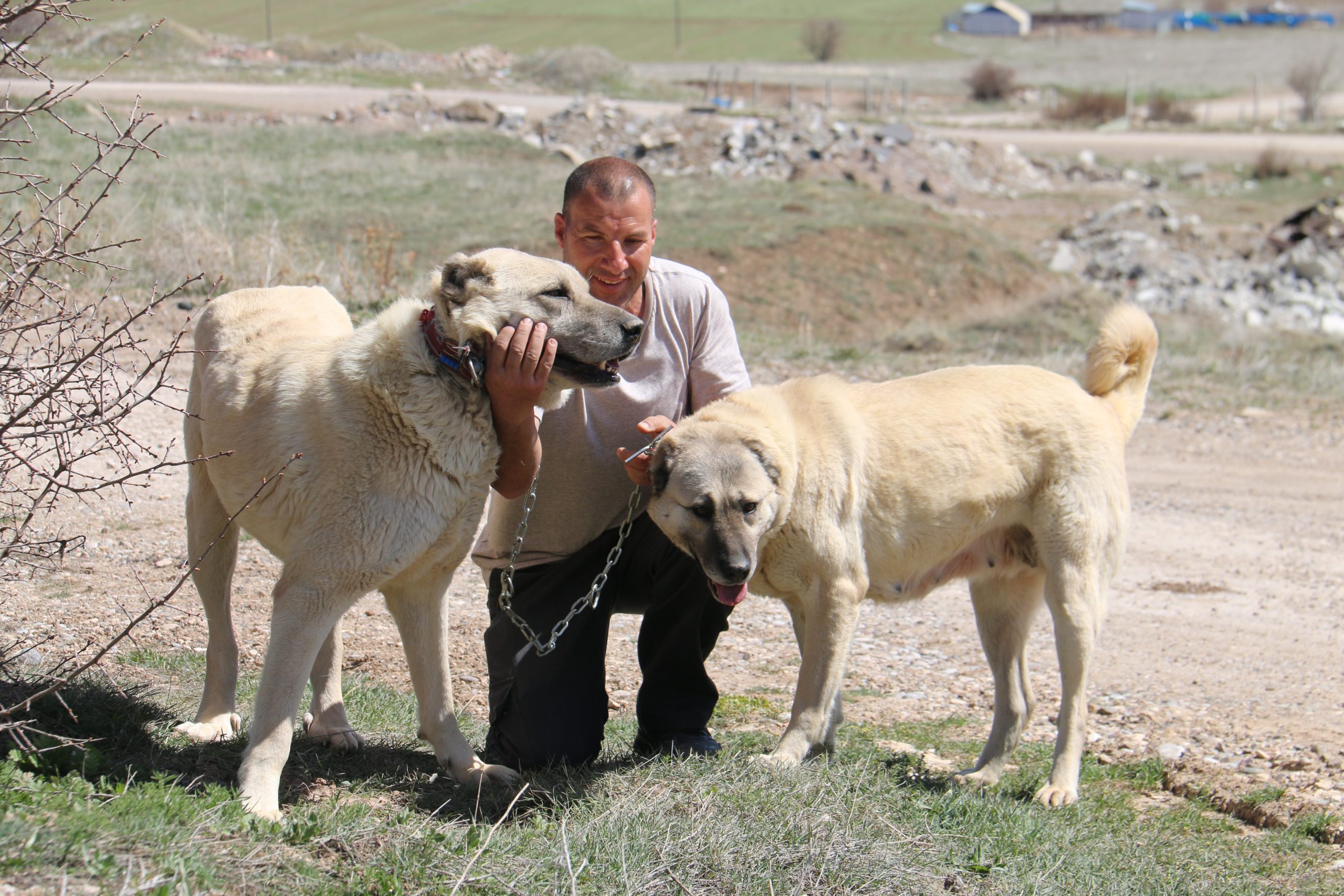 Uzmanı Açıkladı: Kangallar Düşman Kurt Yavrusuna Bile Sahip Çıkar