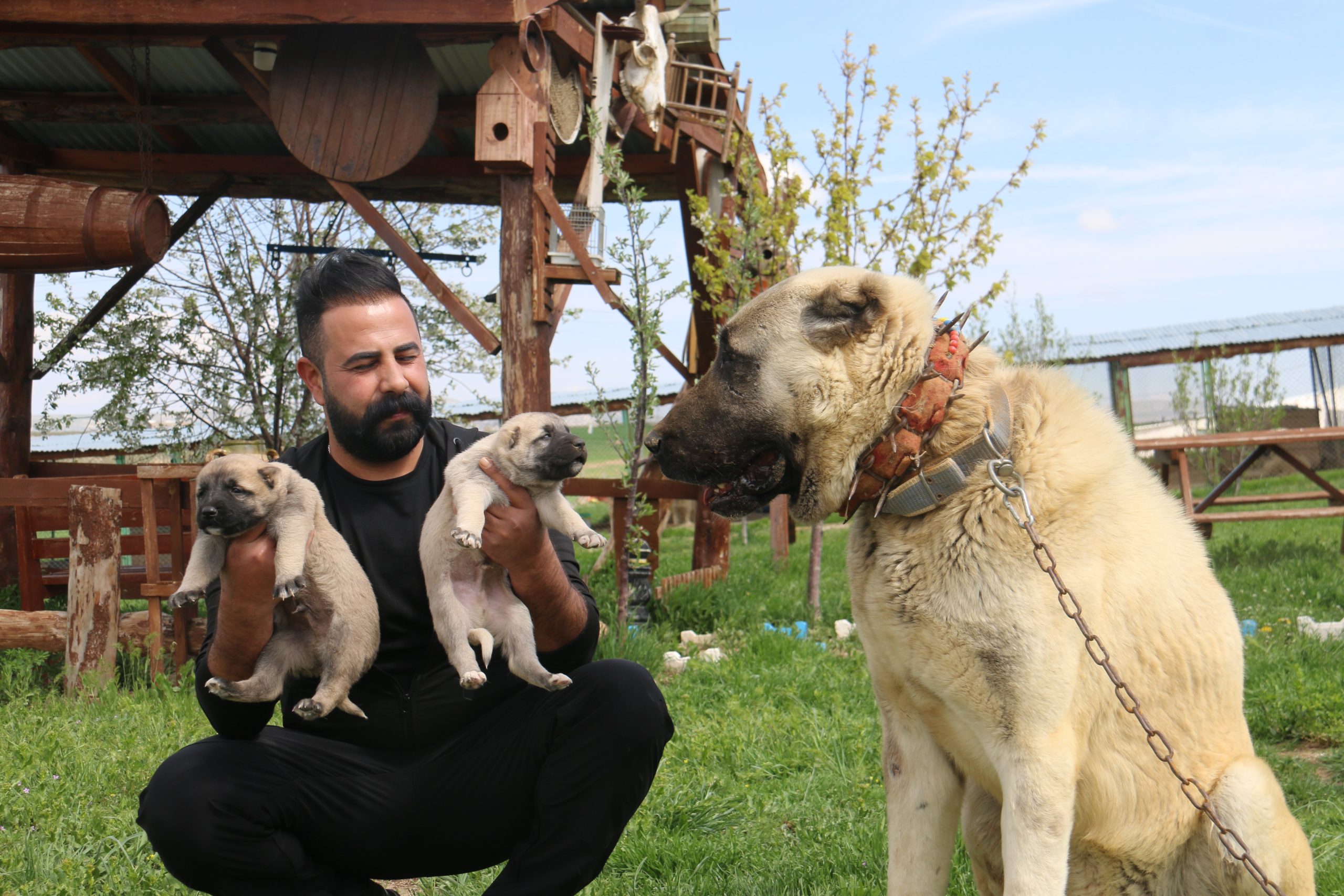 Kurt Popülasyonundaki Artış Kangal Köpeği Talebini Zirveye Taşıdı
