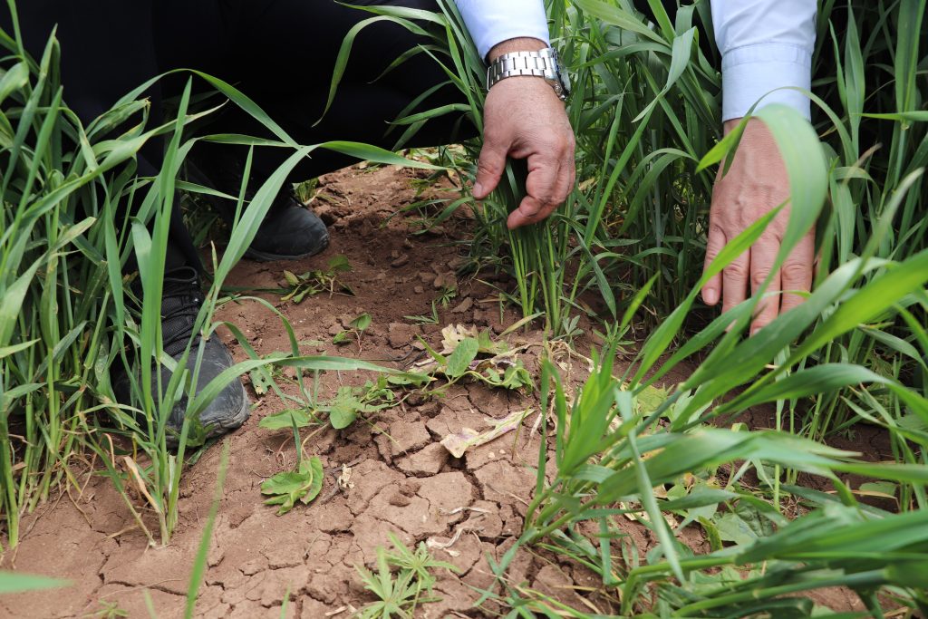 Hububat Üretiminde Tehlike Çanları: İl Müdürü Seyit Yıldız'dan Hastalık Uyarısı AW460594 01 | Gündem Sivas™ Haber