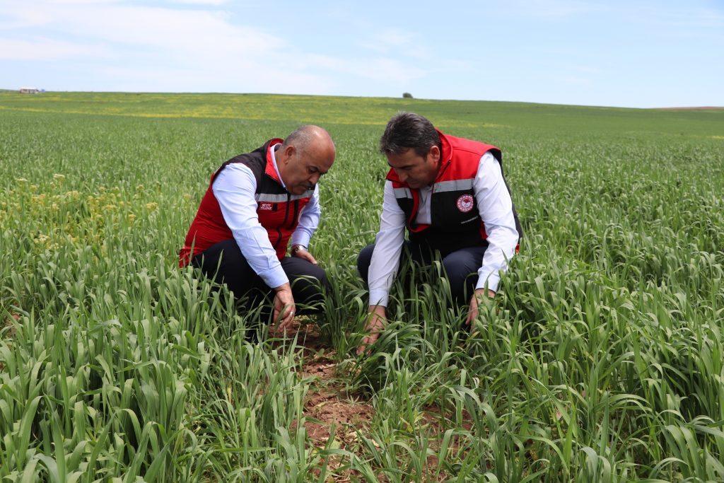 Hububat Üretiminde Tehlike Çanları: İl Müdürü Seyit Yıldız'dan Hastalık Uyarısı AW460594 02 | Gündem Sivas™ Haber
