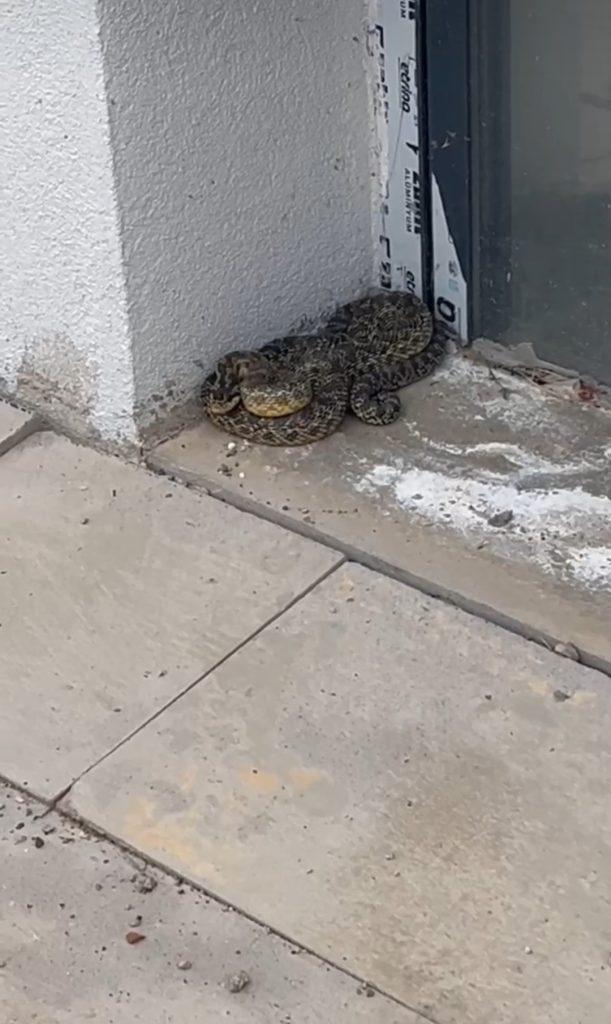 Okulda Paniğe Neden Olan Yılan Öğretmen Tarafından Yakalandı AW464665 04 | Gündem Sivas™ Haber