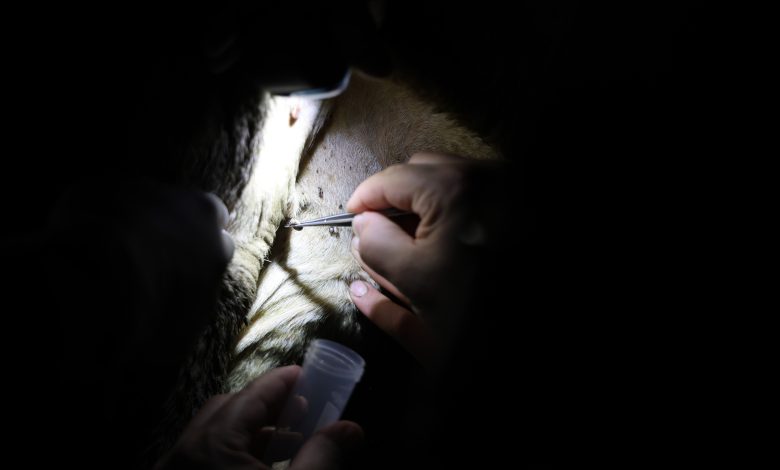 Kene Kaynaklı Hastalıklar Artıyor! Türkiye ve Japonya'dan Ortak Mücadele Adımı AW466991 03 | Gündem Sivas™ Haber