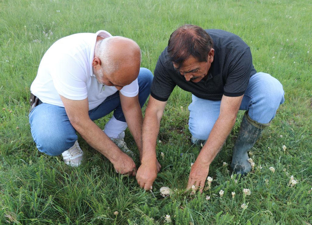 Doğal Protein Deposu: Sivas'ta Köy Mantarı Toplama Zamanı Başladı! AW467137 03 | Gündem Sivas™ Haber