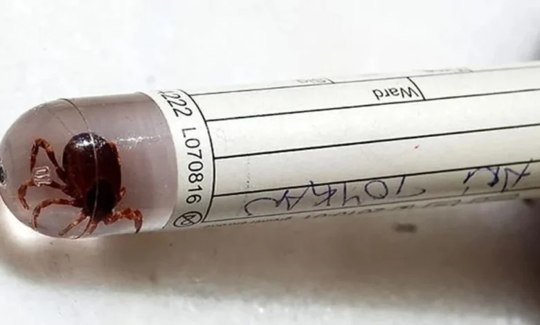 KKKA Virüsü Belirtileri Nelerdir? Sivas’ta Vaka Sayısı Artıyor bu belirtiler varsa dikkat olumcul kkka vakalari yukselise gecti c6eea7 1 | Gündem Sivas™ Haber