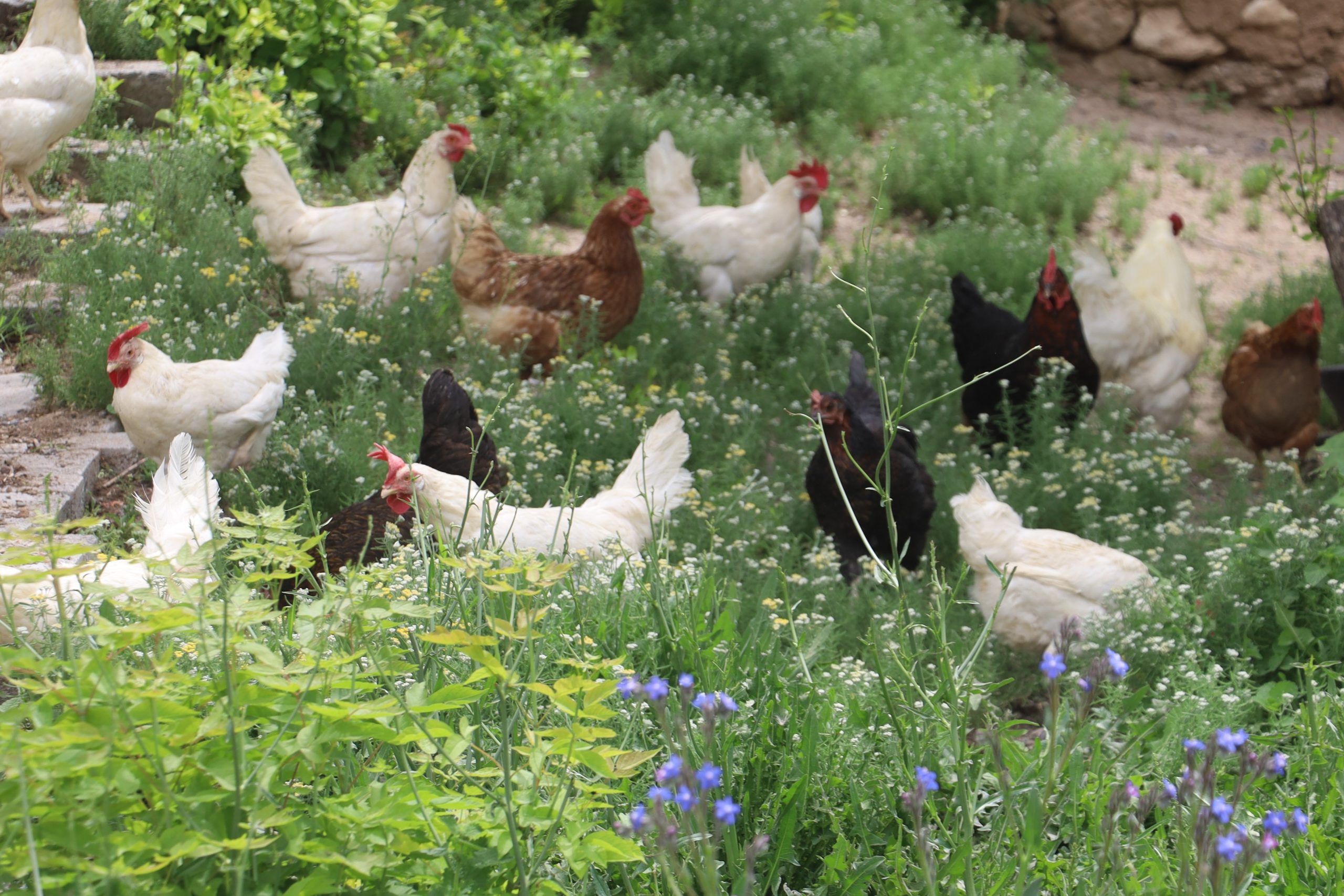 KKKA'dan Korunmanın Doğal Yolu: 1 Tavuk Günde 1000 Kene Yiyor!