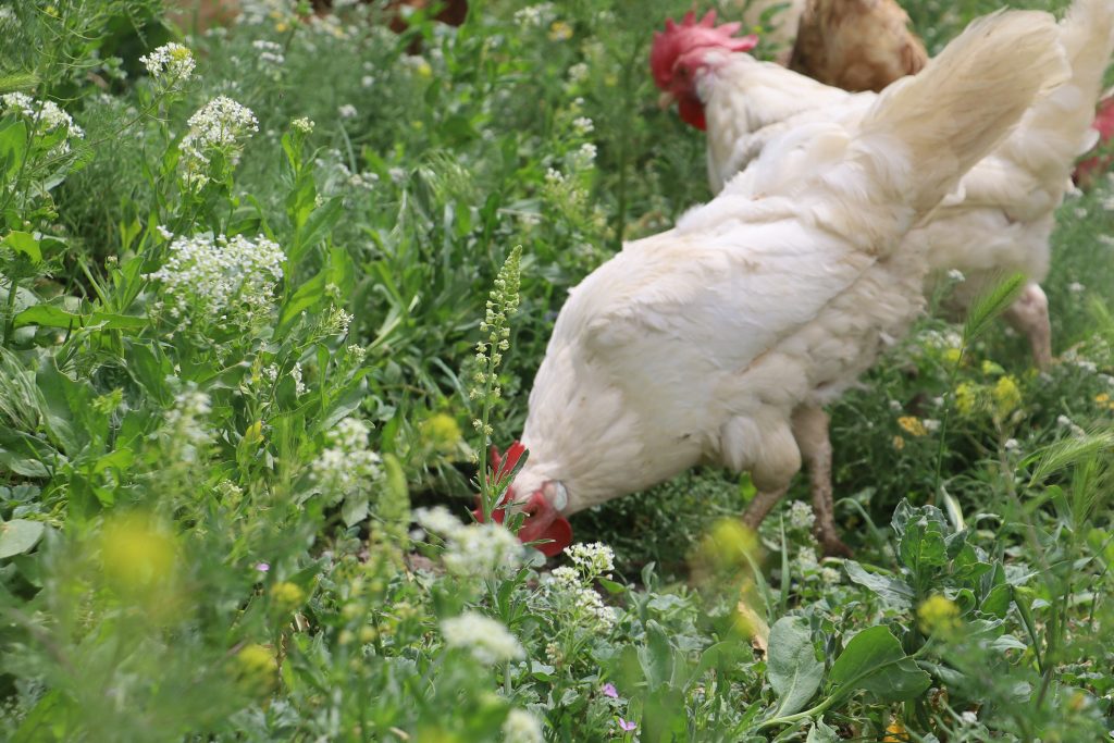 KKKA'dan Korunmanın Doğal Yolu: 1 Tavuk Günde 1000 Kene Yiyor! AW468951 06 | Gündem Sivas™ Haber