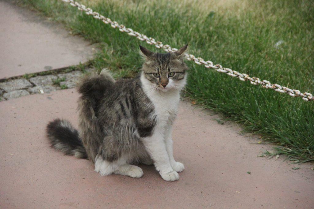 Sivas’ta Karga ile Kedi Arasında Komedi Dolu Anlar! AW474412 02 | Gündem Sivas™ Haber