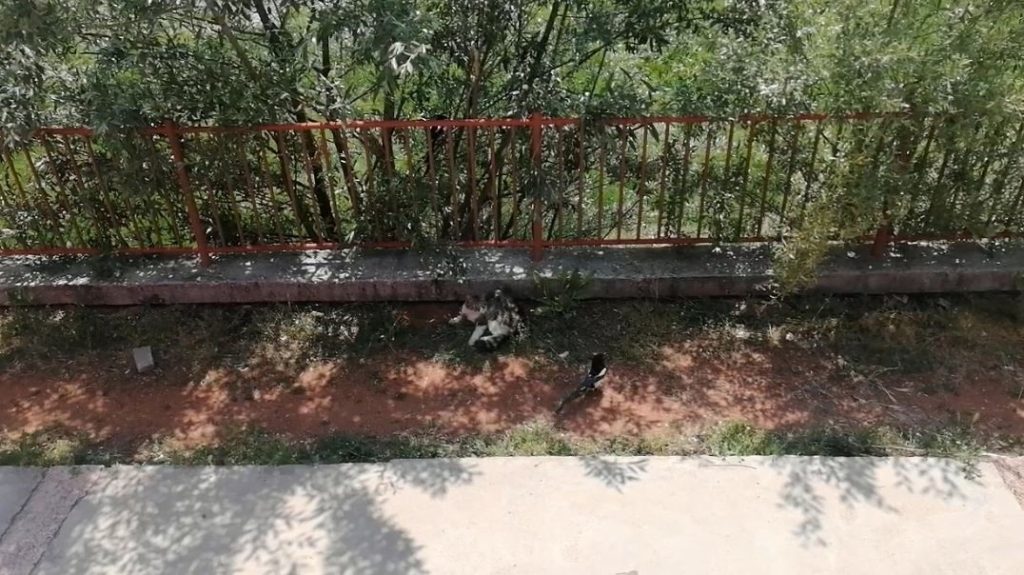 Sivas’ta Karga ile Kedi Arasında Komedi Dolu Anlar! AW474412 04 | Gündem Sivas™ Haber