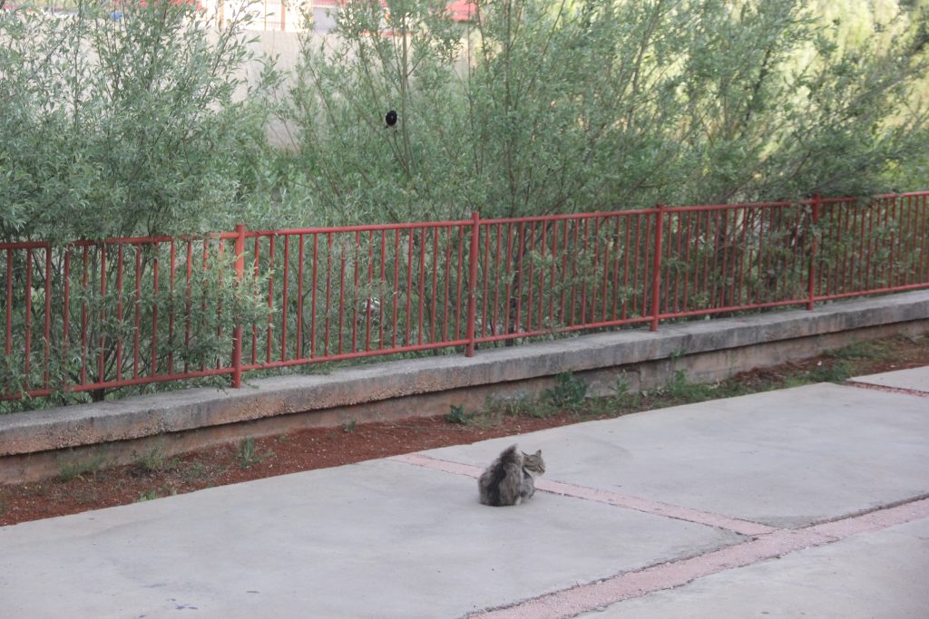 Sivas’ta Karga ile Kedi Arasında Komedi Dolu Anlar! AW474412 06 | Gündem Sivas™ Haber