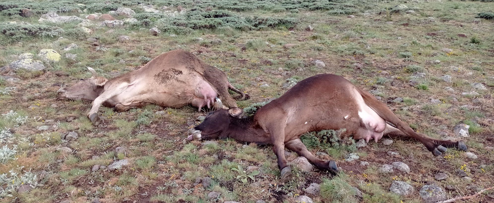 Sivas’ta Büyükbaş Sürüsüne Yıldırım İsabet Etti: 3 Hayvan Telef Oldu