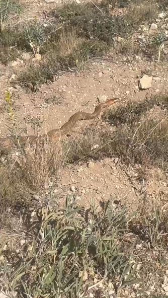 Sivas’ta Nadir Görülen Dev Yılan Görüntülendi! AW476967 03 | Gündem Sivas™ Haber