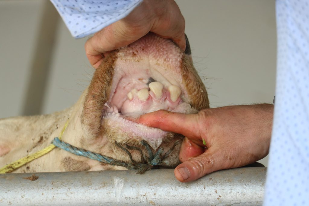 Sivas'ta Şap Hastalığı Alarmı: 17 Köy Karantinada! AW480142 02 | Gündem Sivas™ Haber