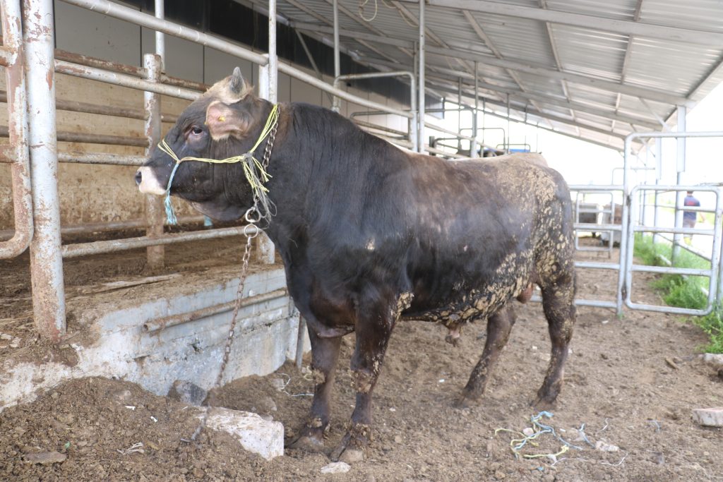 Sivas'ta Şap Hastalığı Alarmı: 17 Köy Karantinada! AW480142 03 | Gündem Sivas™ Haber