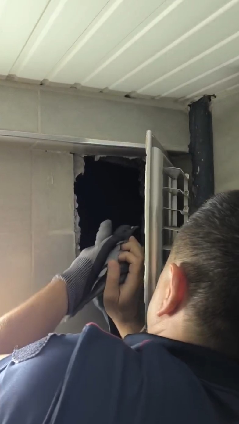 Sivas'ta Apartman Havalandırma Boşluğuna Düşen Güvercin İtfaiye Ekiplerince Kurtarıldı