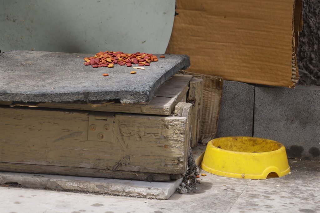 Şehirde Yılanlar Artıyor! İşte Nedeni AW481683 05 | Gündem Sivas™ Haber