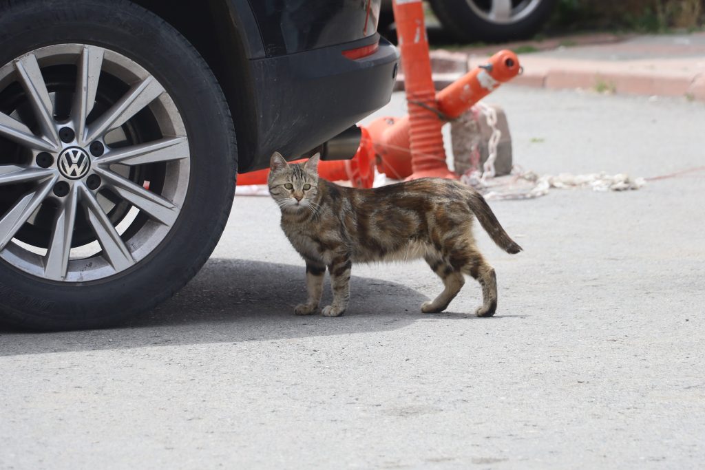 Şehirde Yılanlar Artıyor! İşte Nedeni AW481683 06 | Gündem Sivas™ Haber