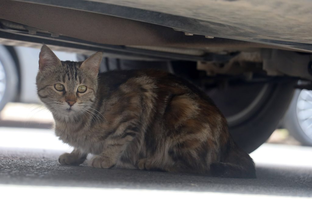 Şehirde Yılanlar Artıyor! İşte Nedeni AW481683 07 | Gündem Sivas™ Haber