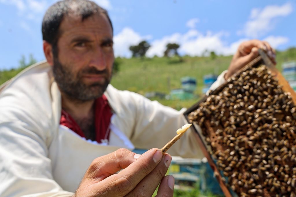 Türkiye’de Üretilen Arı Sütü, Kilosu 45 Bin TL ile Şifa Kaynağı Oluyor AW482018 01 | Gündem Sivas™ Haber