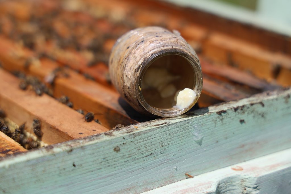 Türkiye’de Üretilen Arı Sütü, Kilosu 45 Bin TL ile Şifa Kaynağı Oluyor AW482018 02 | Gündem Sivas™ Haber