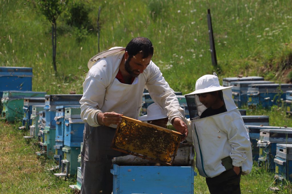 Türkiye’de Üretilen Arı Sütü, Kilosu 45 Bin TL ile Şifa Kaynağı Oluyor AW482018 06 | Gündem Sivas™ Haber