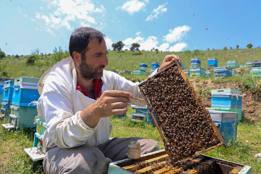 Türkiye’de Üretilen Arı Sütü, Kilosu 45 Bin TL ile Şifa Kaynağı Oluyor AW482018 07 | Gündem Sivas™ Haber