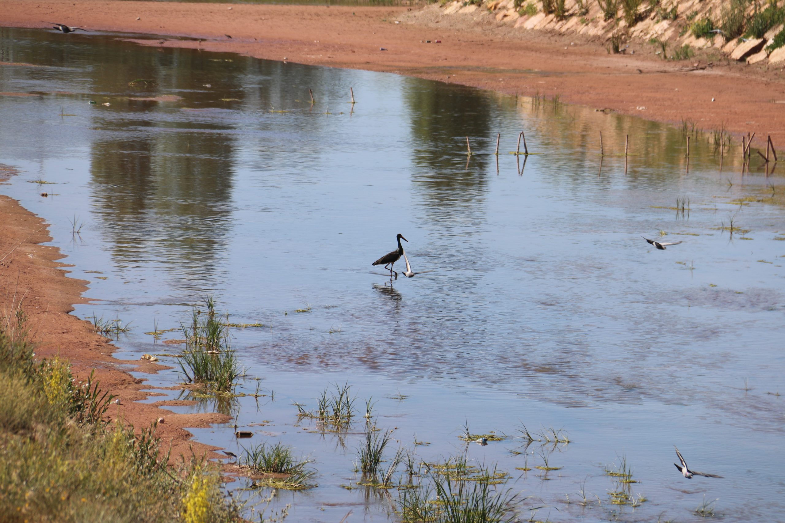 Nadir Görülen Kara Leylek, Kızılırmak’ta Görüntülendi!