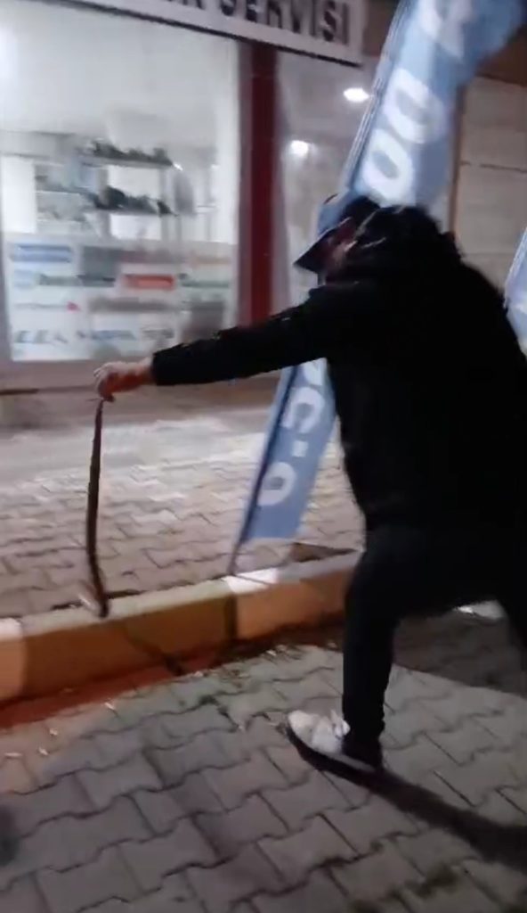 Sivas’ta İş Yeri Sahibi, Yakaladığı 1.5 Metrelik Yılanı Misafir Ettikten Sonra Doğaya Salıverdi AW485266 06 | Gündem Sivas™ Haber