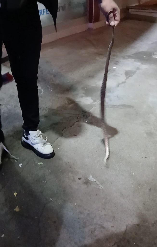 Sivas’ta İş Yeri Sahibi, Yakaladığı 1.5 Metrelik Yılanı Misafir Ettikten Sonra Doğaya Salıverdi AW485266 07 | Gündem Sivas™ Haber