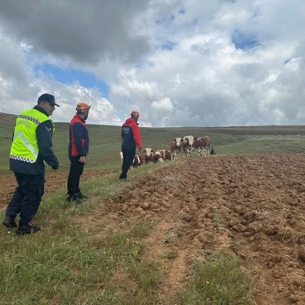 Sivas'ta Kaybolan 9 Büyükbaş Hayvan AFAD'ın Drone'lu Operasyonuyla Bulundu!