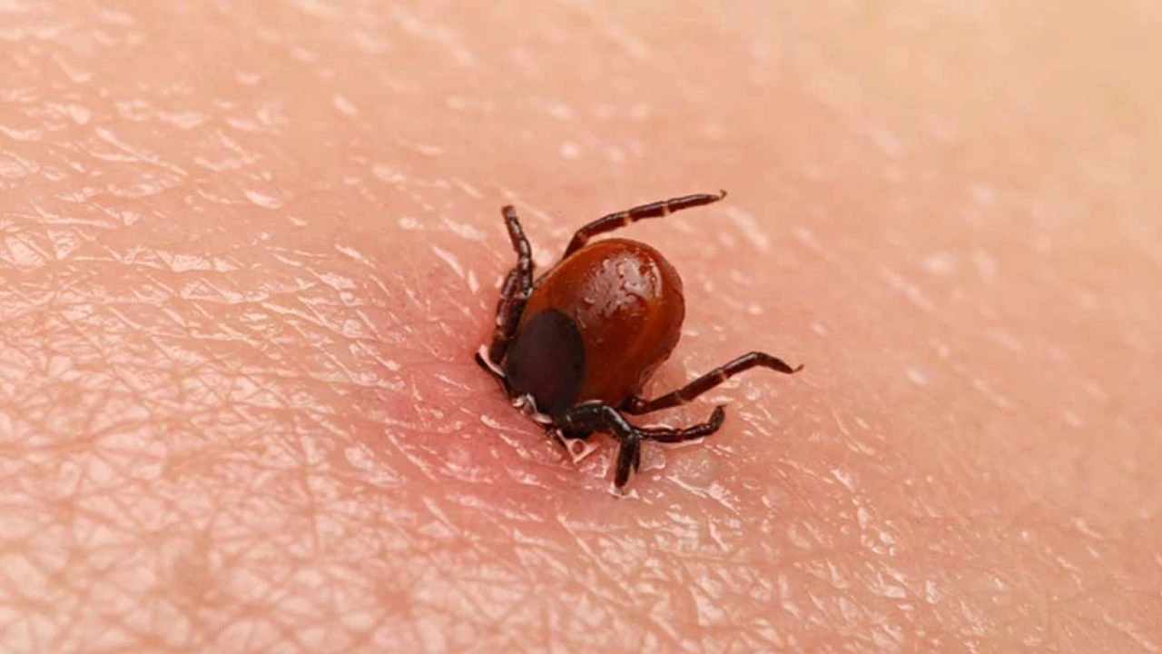 Sivas'ta KKKA Vakaları Azalıyor: Aşı Çalışmaları Son Aşamada