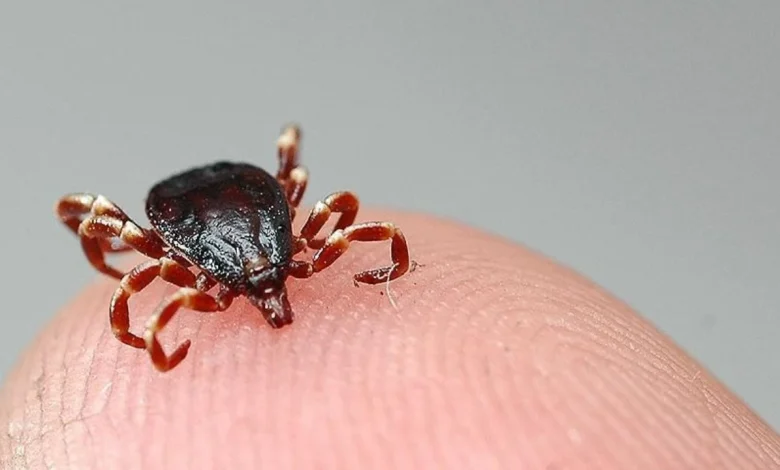 Sivas'ta KKKA Virüsü Can Aldı: Ölü Sayısı 10'a Ulaştı Sivasta KKKA Virusu Can Aldi Olu Sayisi 10a Ulasti 2 | Gündem Sivas™ Haber