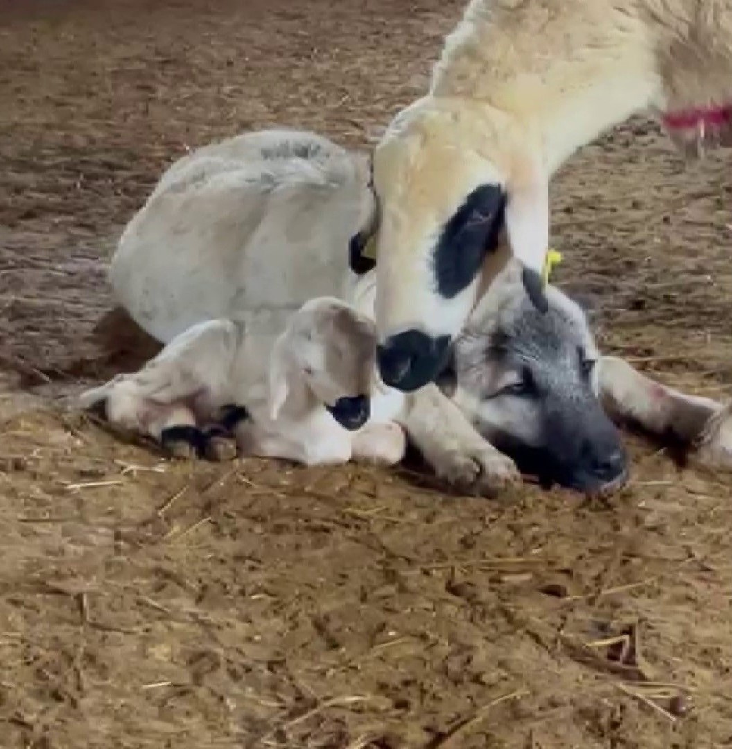 Sivas'ta Kangal Köpeği ile Koyun Arasındaki Duygusal Bağ Görenleri Büyülüyor