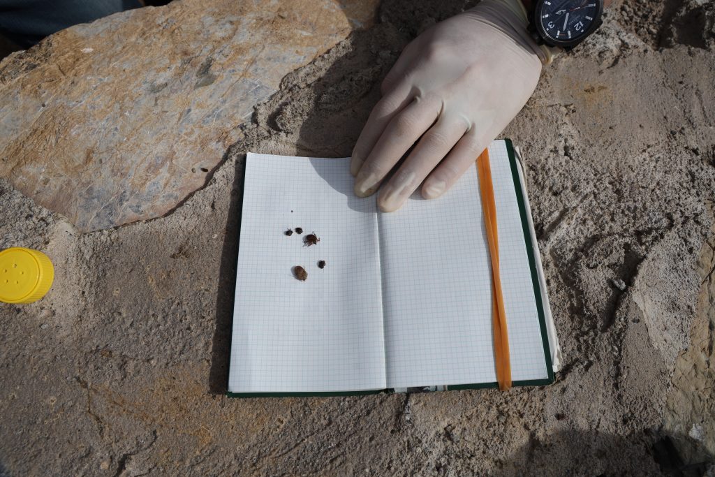 Kene Popülasyonu Artıyor! Titreşimle Kene Testi Hayat Kurtarabilir AW490338 06 | Gündem Sivas™ Haber