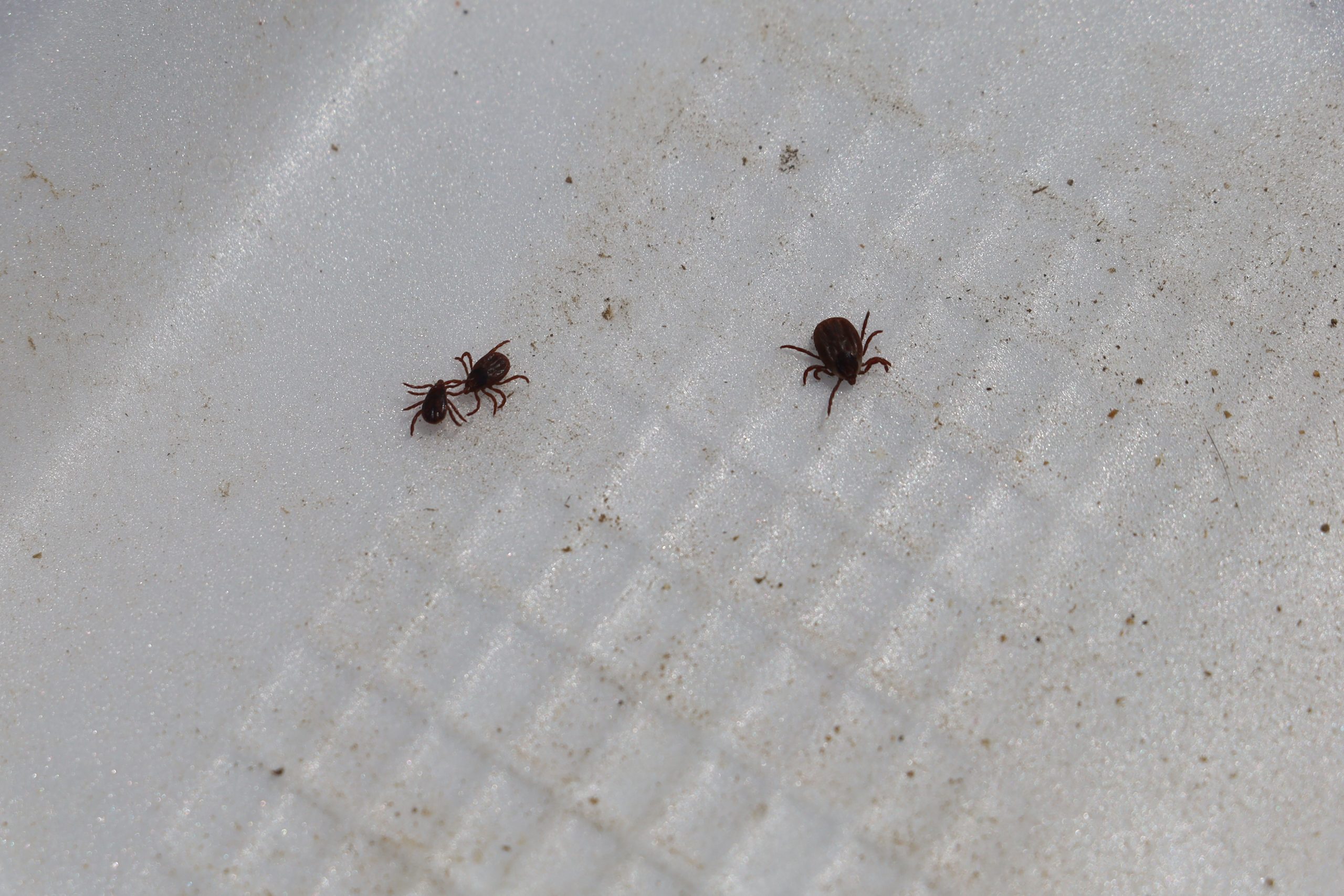 Sivas’ta KKKA Aşısı İçin Önemli Gelişme: Faz-2 Çalışmaları Başlıyor!