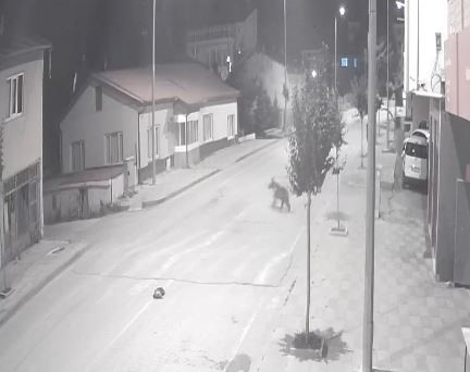 Sivas'ın Zara İlçesi Ayılara Ev Sahipliği Yapıyor!