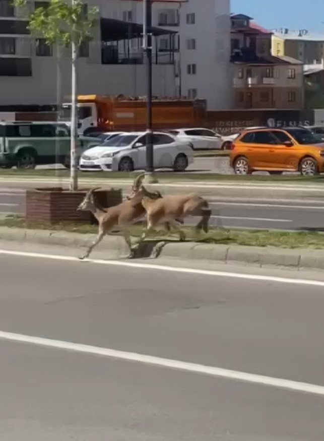 Sivas’ta Şaşırtan Anlar: Dağ Keçileri Şehir Merkezinde!
