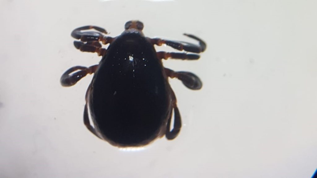 Sivas'ın Doğal Gözleri Ağgöl ve Karagöl, Kene Tehdidi Nedeniyle Ziyaretçisiz Kaldı AW497269 03 | Gündem Sivas™ Haber