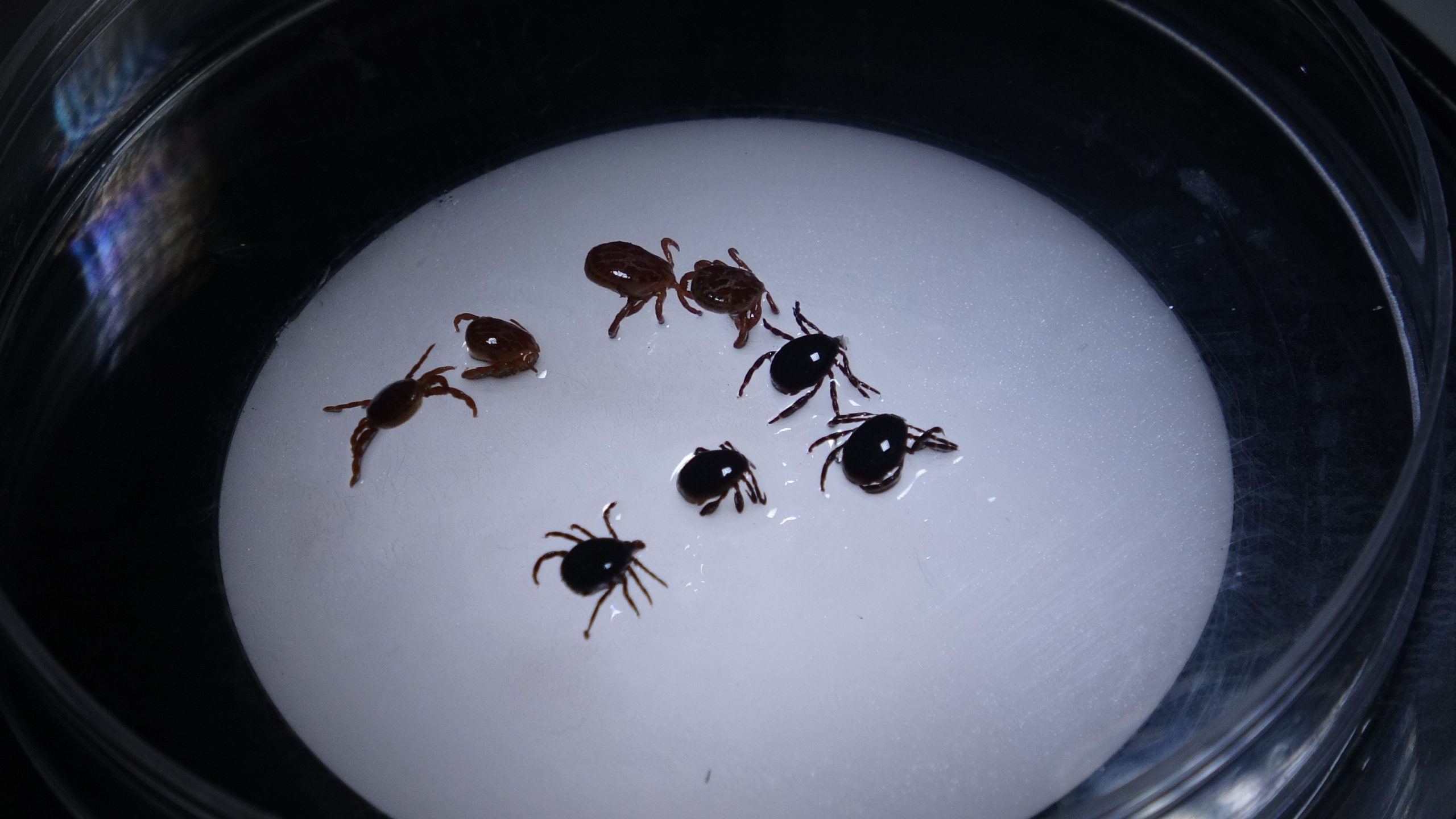 Sivas'ın Doğal Gözleri Ağgöl ve Karagöl, Kene Tehdidi Nedeniyle Ziyaretçisiz Kaldı
