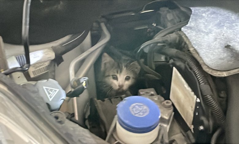 AW498719 01 | Gündem Sivas™ Haber