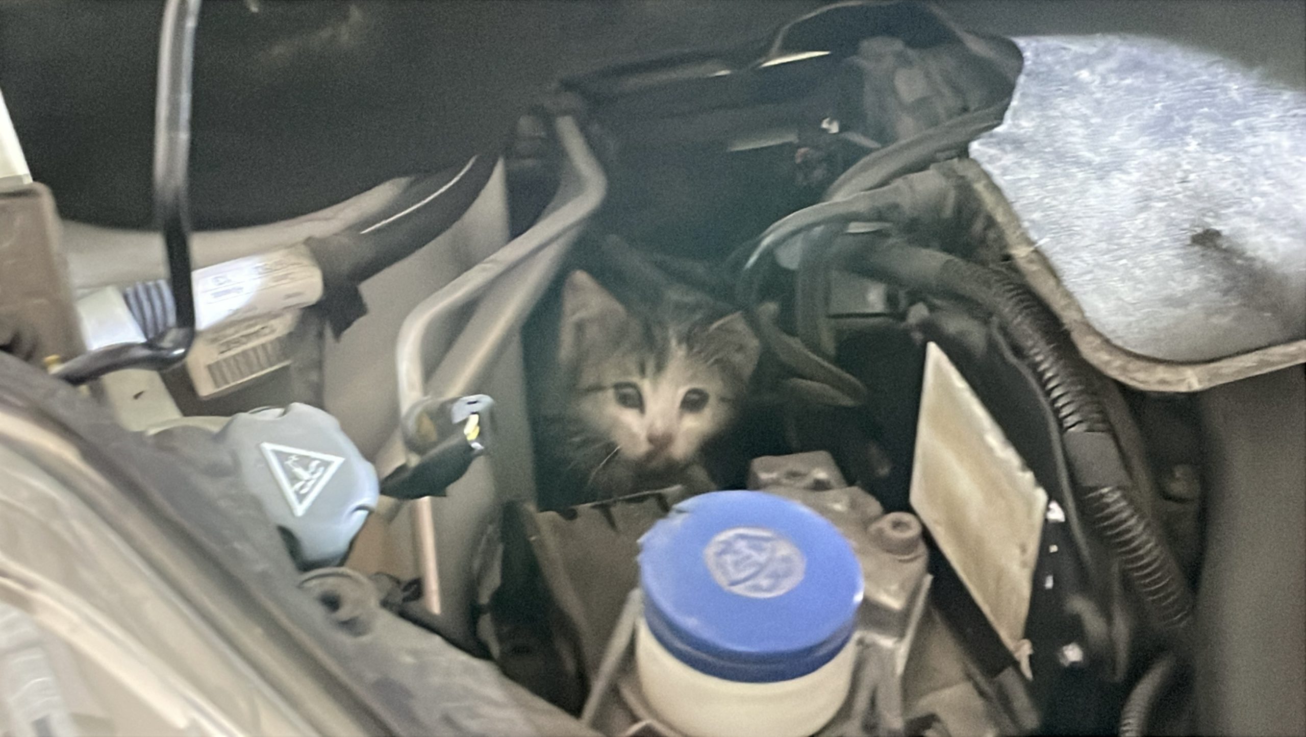 Sivas’ta Araç Motoruna Sıkışan Yavru Kedi İtfaiye Ekibi Tarafından Kurtarıldı