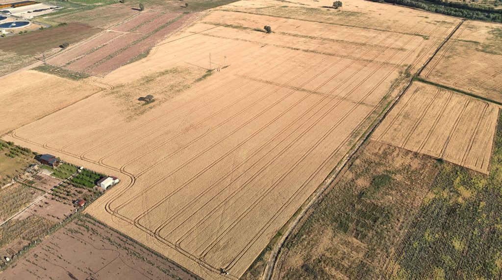 Sivas’ta Tarımsal Devrim: Yerli ve Milli Buğday Çeşitleri Tescil Edildi! AW499649 01 | Gündem Sivas™ Haber