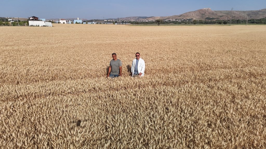 Sivas’ta Tarımsal Devrim: Yerli ve Milli Buğday Çeşitleri Tescil Edildi! AW499649 02 | Gündem Sivas™ Haber