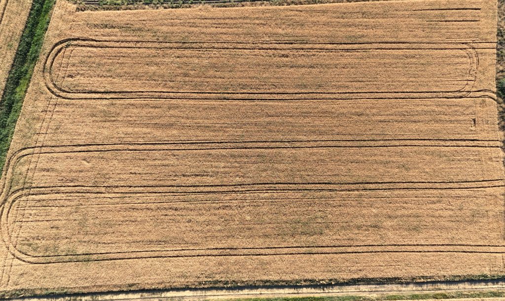 Sivas’ta Tarımsal Devrim: Yerli ve Milli Buğday Çeşitleri Tescil Edildi! AW499649 03 | Gündem Sivas™ Haber