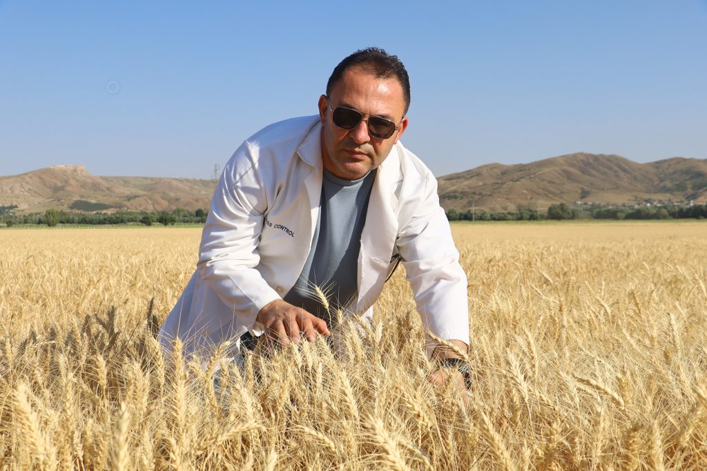 Sivas’ta Tarımsal Devrim: Yerli ve Milli Buğday Çeşitleri Tescil Edildi! AW499649 04 | Gündem Sivas™ Haber