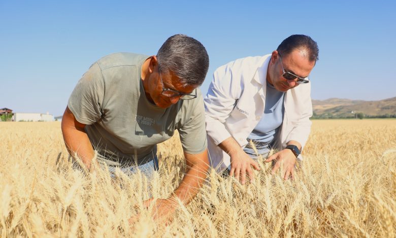 Sivas’ta Tarımsal Devrim: Yerli ve Milli Buğday Çeşitleri Tescil Edildi! AW499649 06 | Gündem Sivas™ Haber