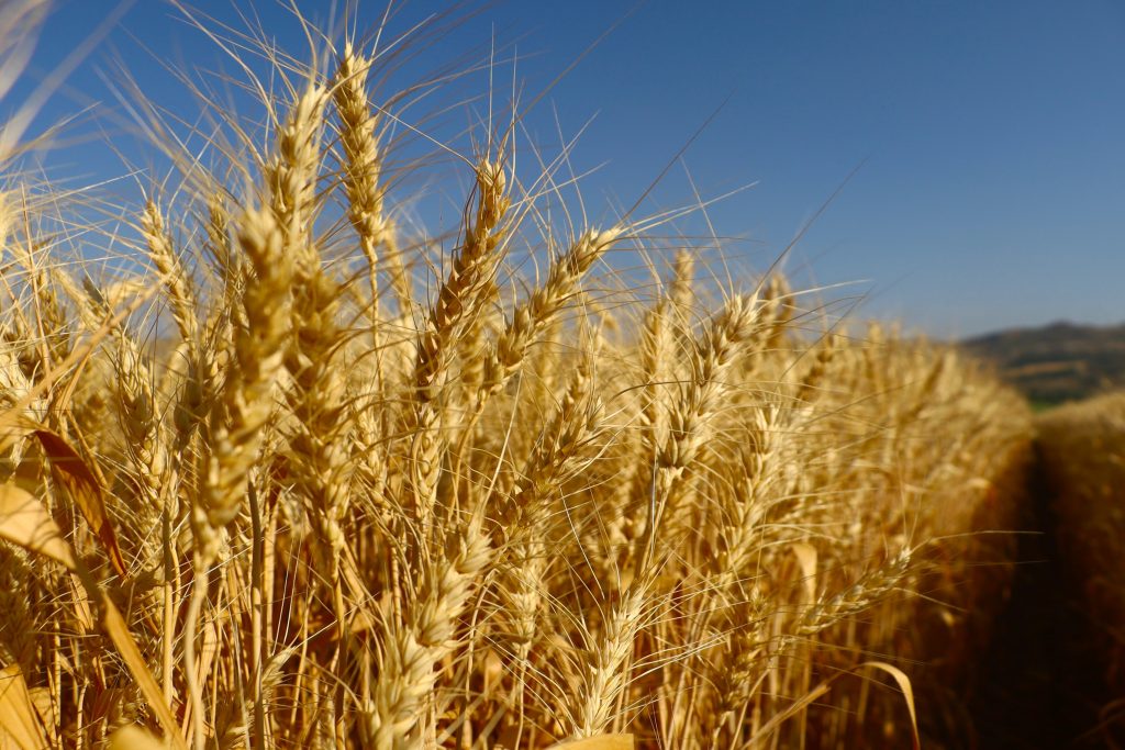 Sivas’ta Tarımsal Devrim: Yerli ve Milli Buğday Çeşitleri Tescil Edildi! AW499649 07 | Gündem Sivas™ Haber