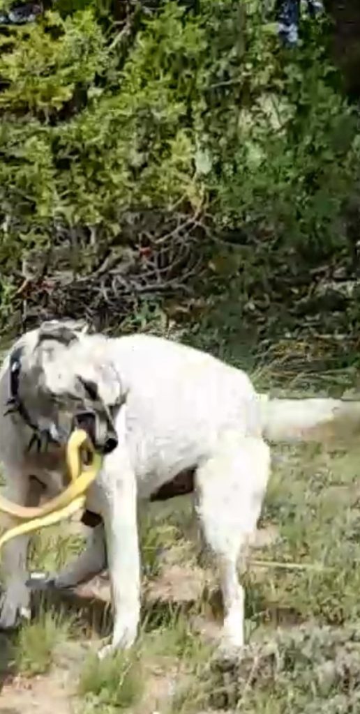 Kangal Köpeği Haskız, Gebe Haldeyken Sürüsünü Yılandan Korudu! AW501937 01 1 | Gündem Sivas™ Haber