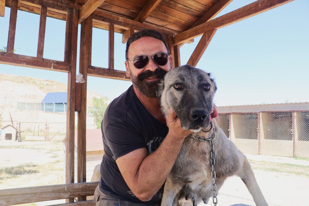 Kangal Köpeği Haskız, Gebe Haldeyken Sürüsünü Yılandan Korudu! AW501937 02 | Gündem Sivas™ Haber